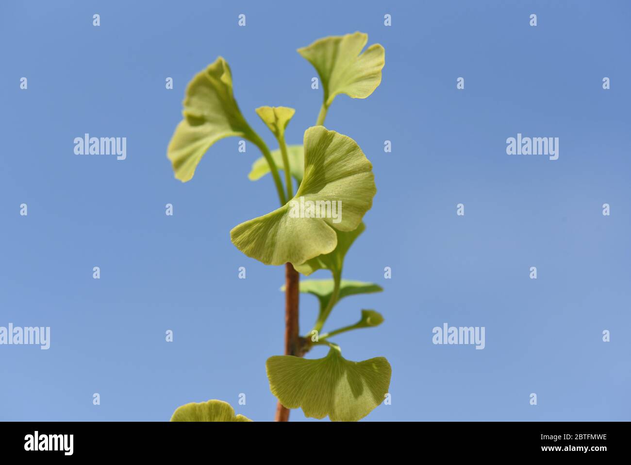 Ginkgo biloba oder Ginko ist eine in China heimische, heute weltweit angepflanzte Baumart. Ginkgo biloba or Ginko is a tree species native to China th Stock Photo