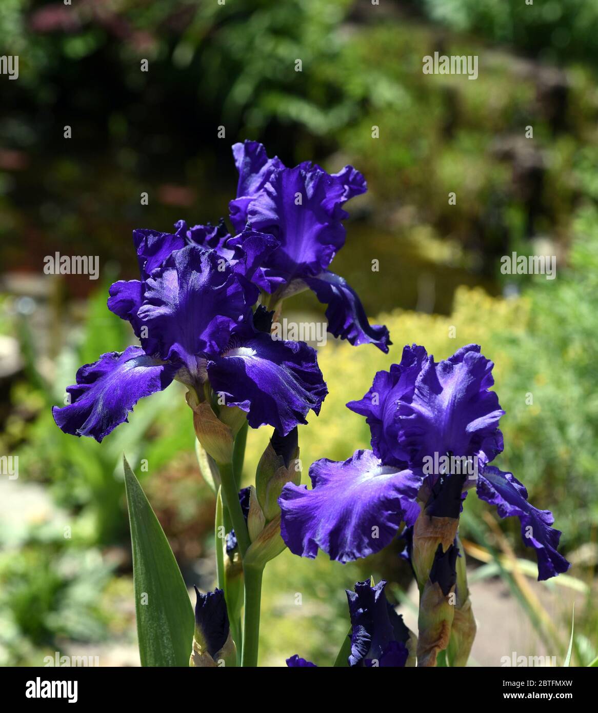 Die Schwertlilie ist eine wild wachsende Blume mit blauen Blueten. The iris  is a wild flower with blue flowers Stock Photo - Alamy