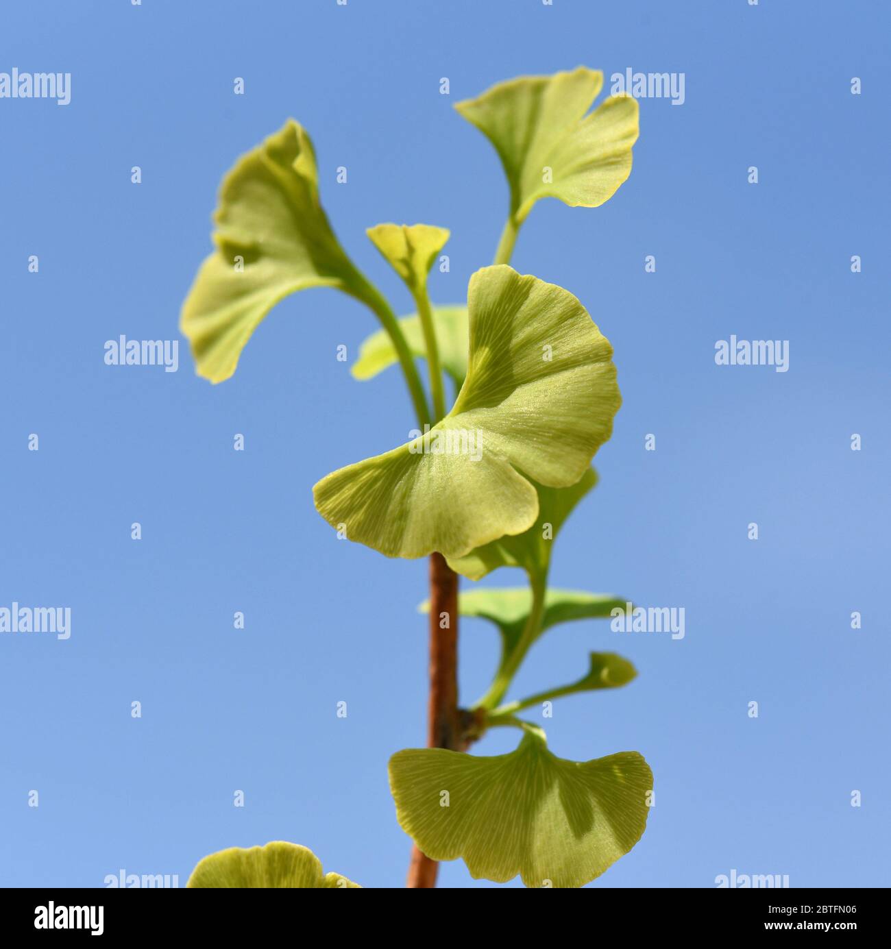 Ginkgo biloba oder Ginko ist eine in China heimische, heute weltweit angepflanzte Baumart. Ginkgo biloba or Ginko is a tree species native to China th Stock Photo