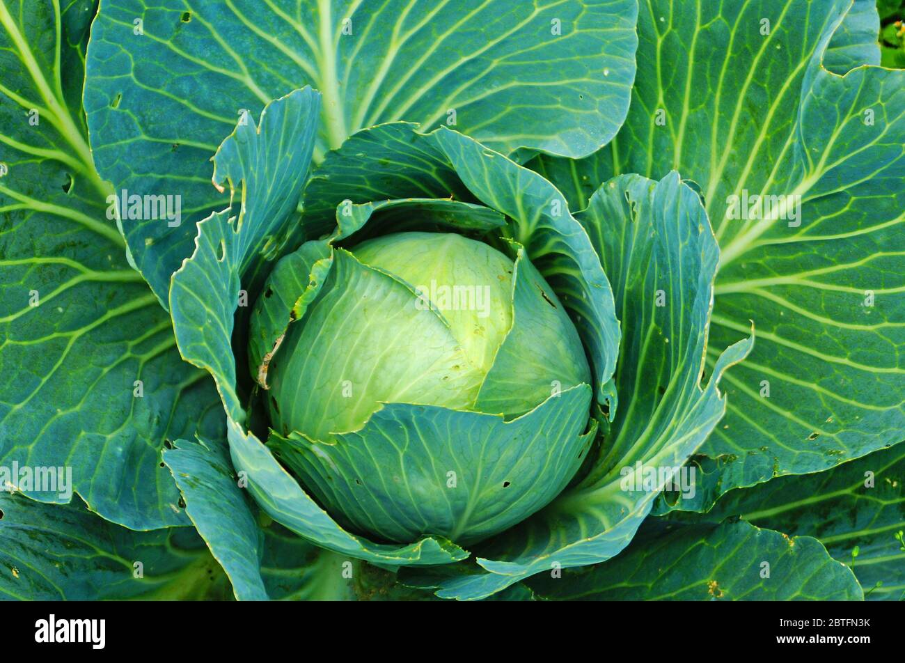 Cabbage bush with large green leaves and ovary in the garden on a ...