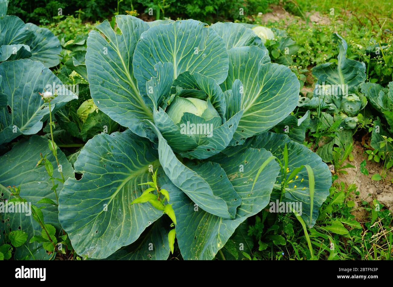 Cabbage bush with large green leaves and ovary in the garden on a ...