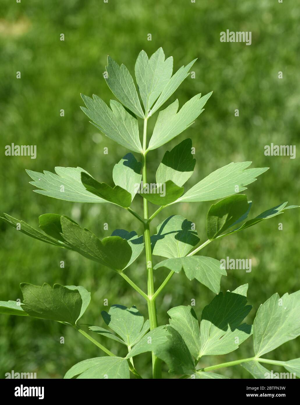 Liebstoeckel ist eine winterharte, ausdauernde, krautige Pflanze, die Wuchshoehen von 1 bis 2,5 m erreichen kann und eine sehr aromatische Gewuerzpfla Stock Photo