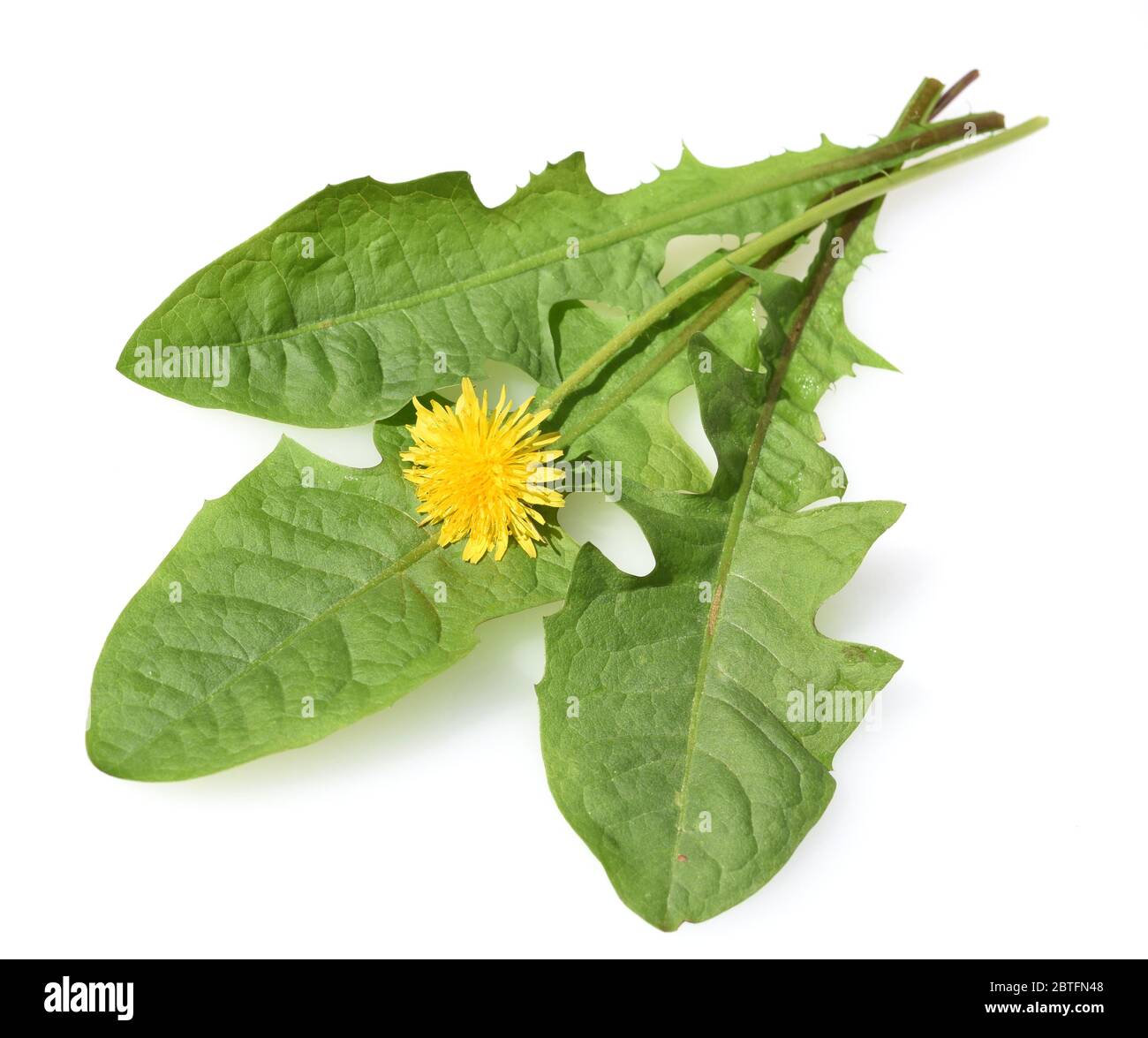 Loewenzahn, Taraxacum officinale als Mauerbluemchen, ist eine  Pionierpflanze und Ueberlebungskuenstler die auch Schotterwegen gedeihen kann. Loewenza Stock Photo