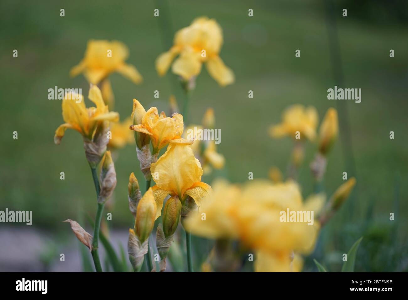 Iris pseudacorus (yellow flag, yellow iris, or water flag) is a species of herbaceous flowering plant in the family Iridaceae. It is native to Europe, Stock Photo