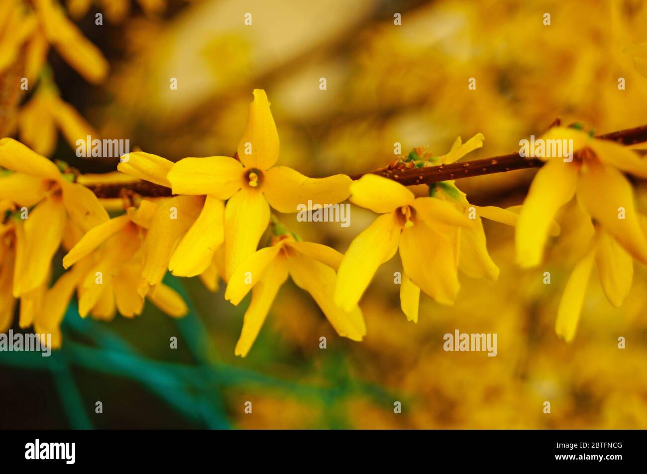 Forsythia branch with flowers with delicate yellow petals on a spring day Stock Photo