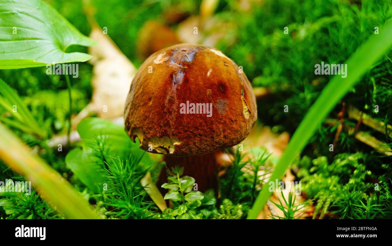 Suillellus loridus mushroom with a brown hat and a reddish leg grows in a forest in the grass on an autumn sunny day Stock Photo