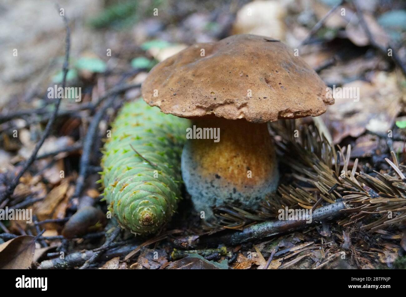 Suillellus loridus mushroom with a brown hat and a reddish leg grows in a forest in the grass on an autumn sunny day Stock Photo