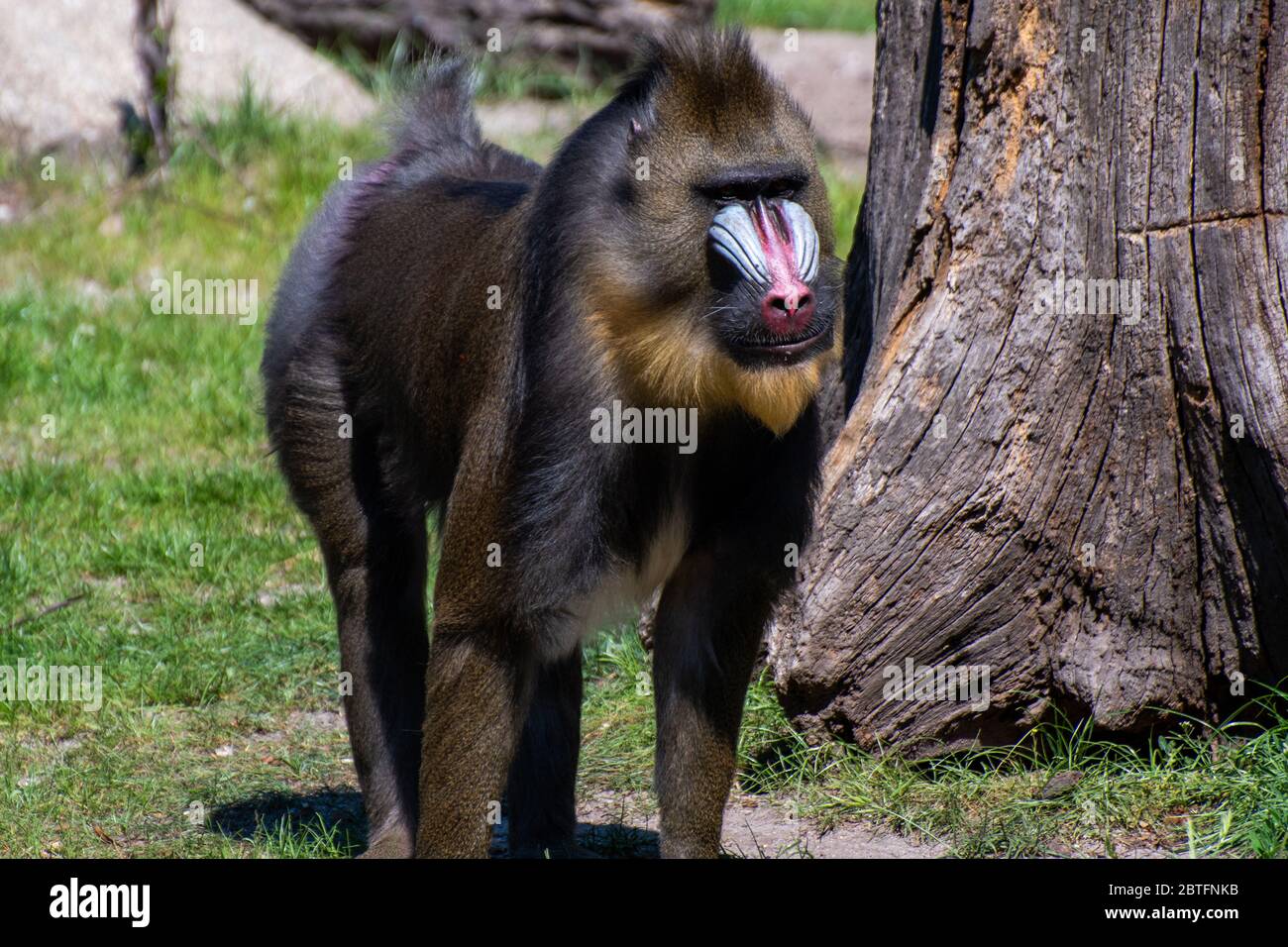 A mandrill in a meadow Stock Photo