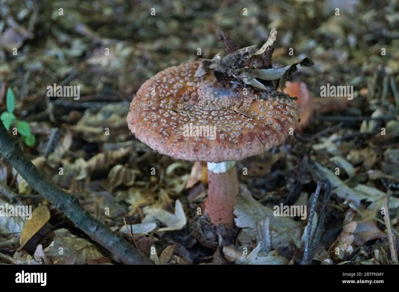 Amanita mushroom with a brown hat in a white dot and a white leg grows in the grass in the forest Stock Photo
