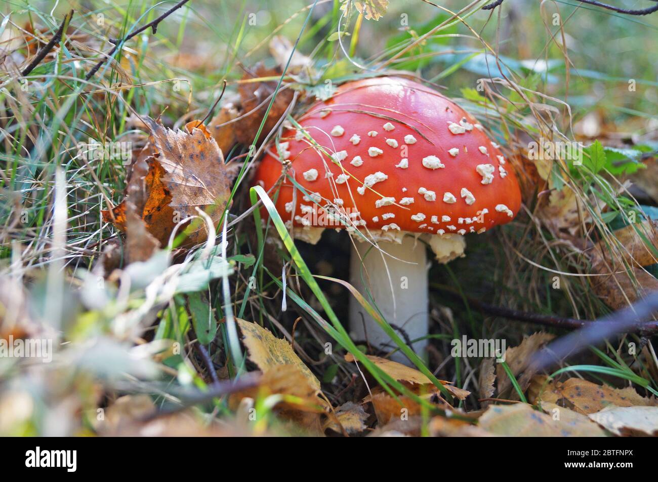 Amanita mushroom with a red hat in a 