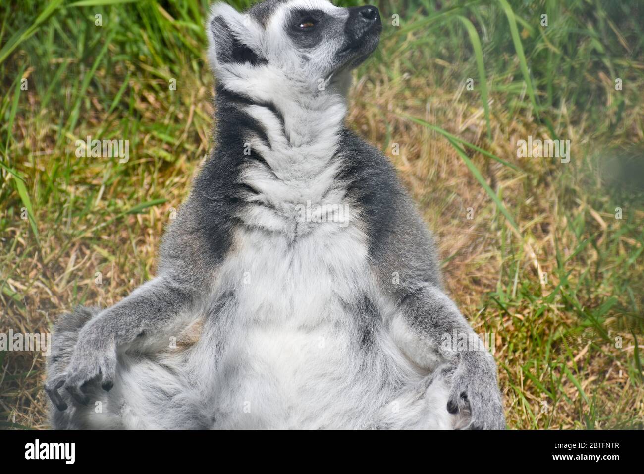 Ring-tailed lemurs spend long time on the ground They forage for fruit which makes up most of their diet but also eat leaves flowers tree bark and sap Stock Photo