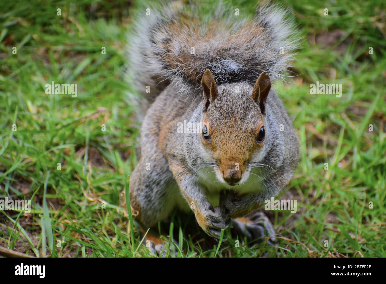 Silver Gray Squirrel High Resolution Stock Photography And Images Alamy