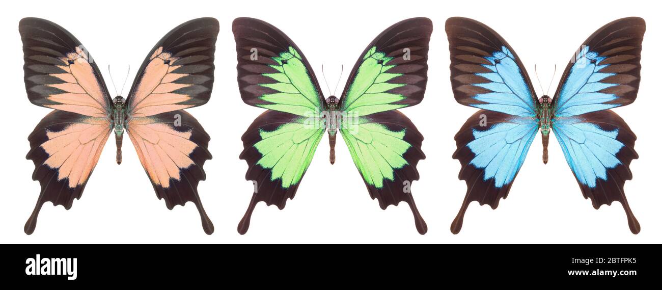 Set of colorful butterflies isolated on a white background Stock Photo ...