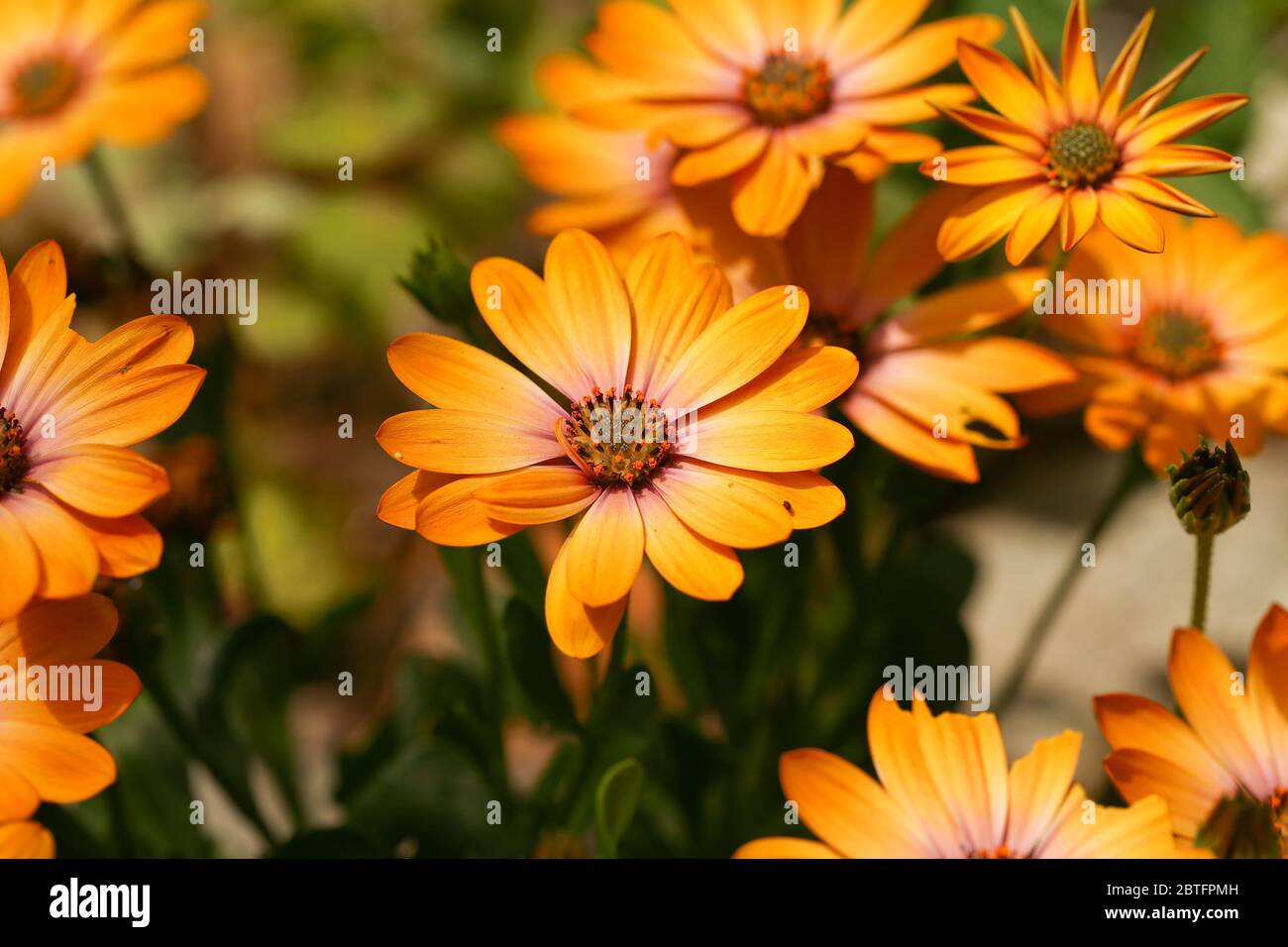 Kapkörbchen, Osteospermum Stock Photo