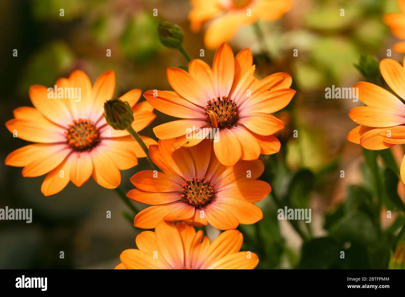 Kapkörbchen, Osteospermum Stock Photo