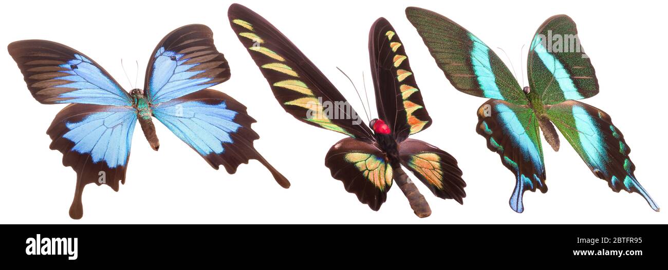 Set of colorful butterflies isolated on a white background Stock Photo ...