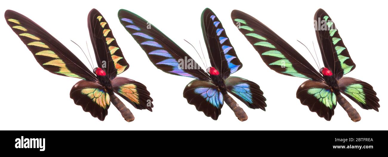 Set of colorful butterflies isolated on a white background Stock Photo ...