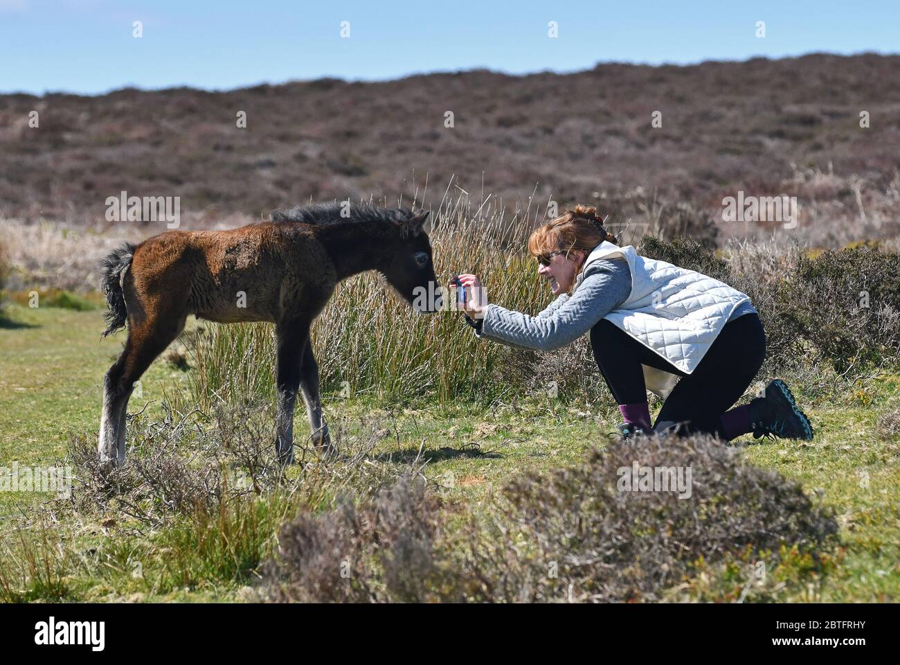 Two day old foal posing for photo for lady hiker walking the Shropshire Hills wild foal pony horse horses Long Mynd 2020 phone camera photographer Uk Stock Photo