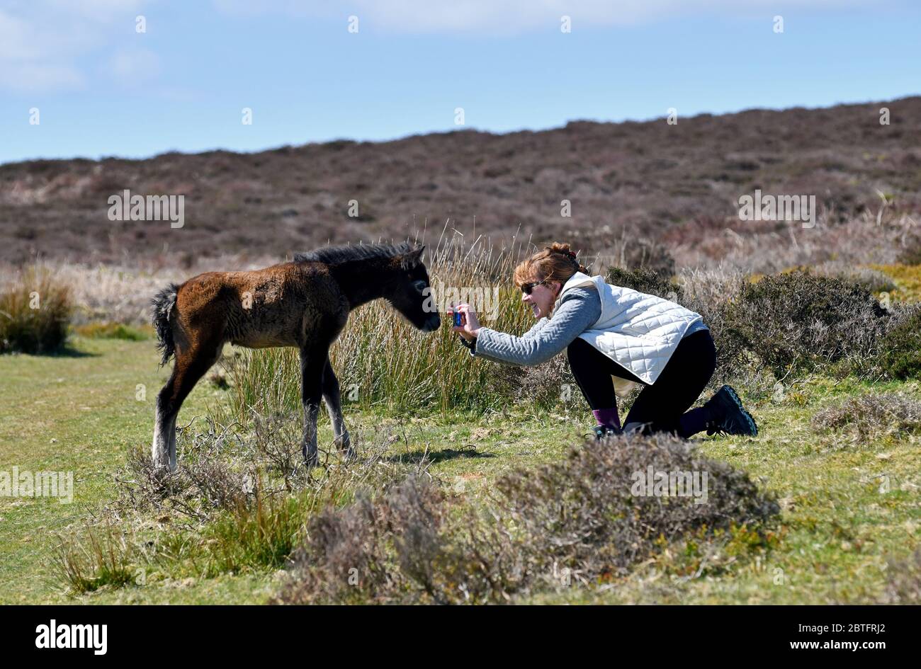 Two day old foal posing for photo for lady hiker walking the Shropshire Hills wild foal pony horse horses Long Mynd 2020 phone camera photographer Uk Stock Photo