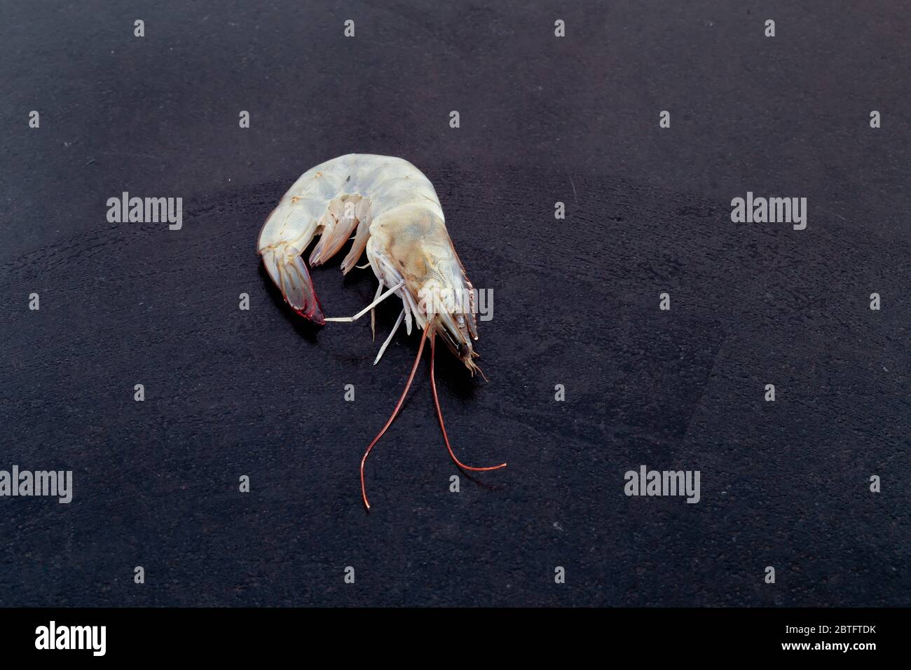 Garnelen, Shrimps Stock Photo