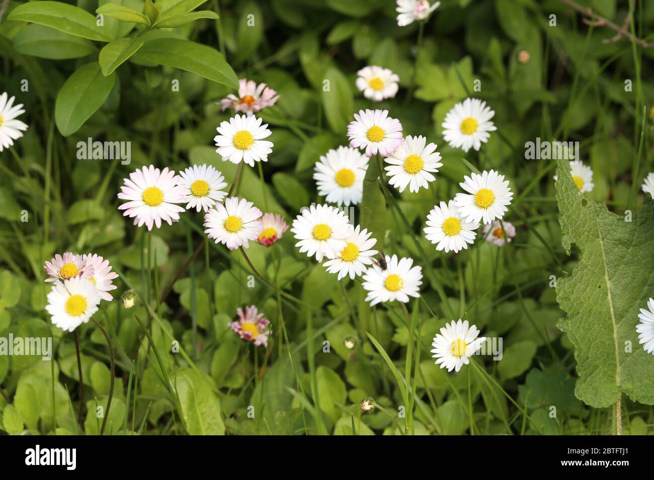 Gänseblümchen, Daisy Stock Photo