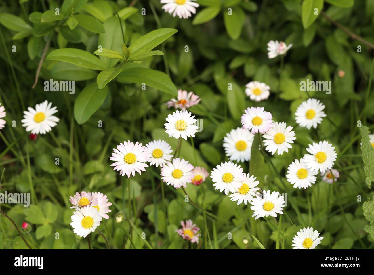 Gänseblümchen, Daisy Stock Photo