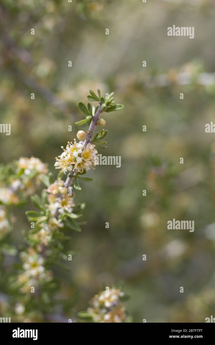 White Blossoms of Desert Almond, Prunus Fasciculata, Rosaceae, native shrub in Pioneertown Mountains Preserve, Southern Mojave Desert, Springtime. Stock Photo