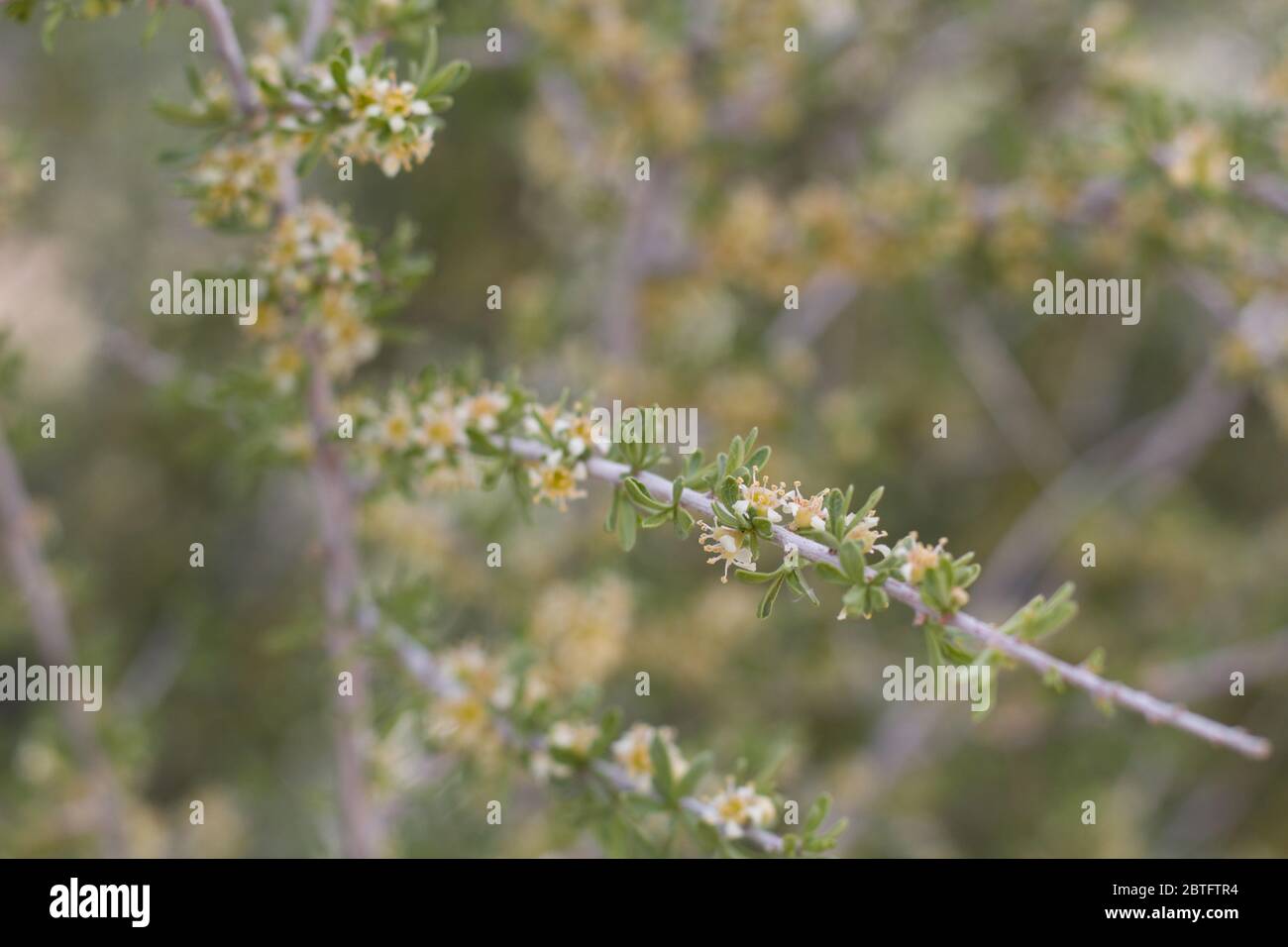 White Blossoms of Desert Almond, Prunus Fasciculata, Rosaceae, native shrub in Pioneertown Mountains Preserve, Southern Mojave Desert, Springtime. Stock Photo