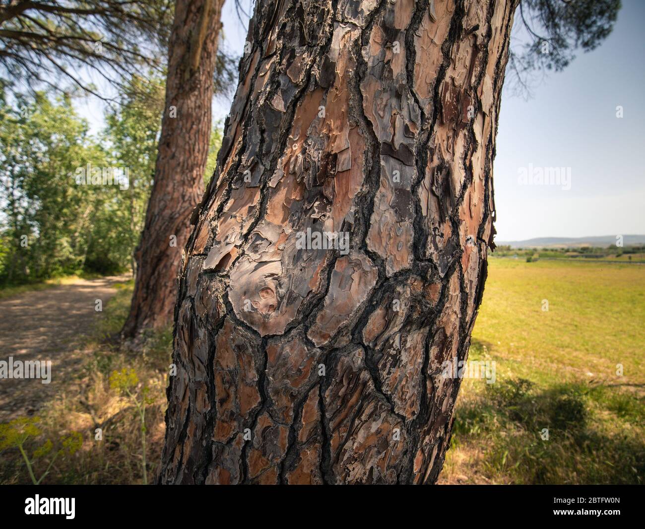 Maritime pine bark hires stock photography and images Alamy