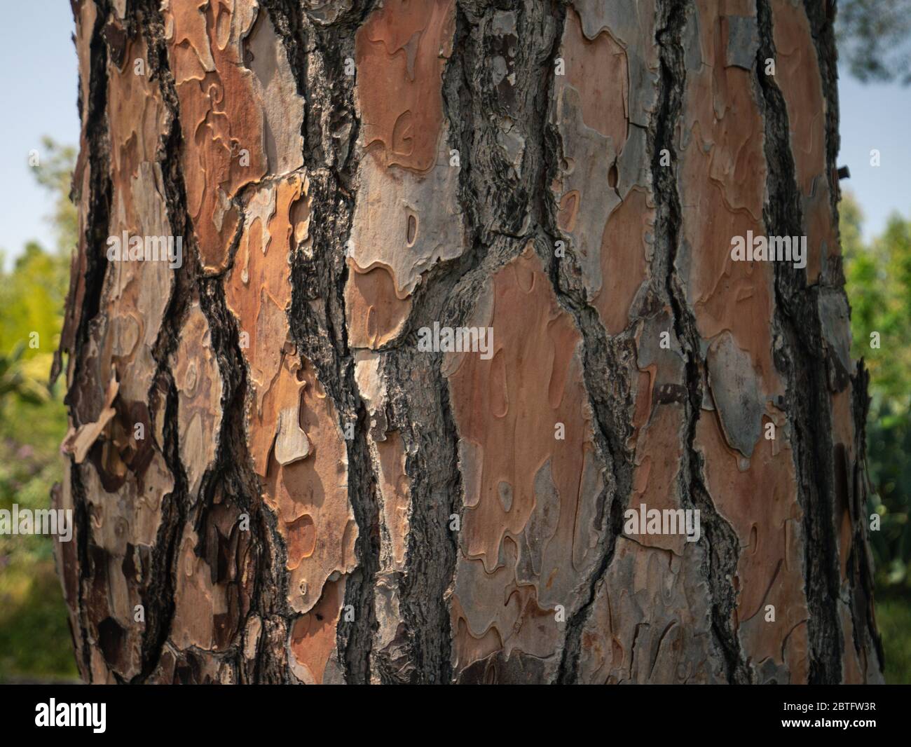 detail of the bark of the centuries-old maritime pine Stock Photo