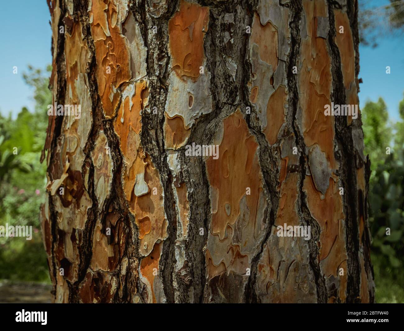 detail of the bark of the centuriesold maritime pine Stock Photo Alamy