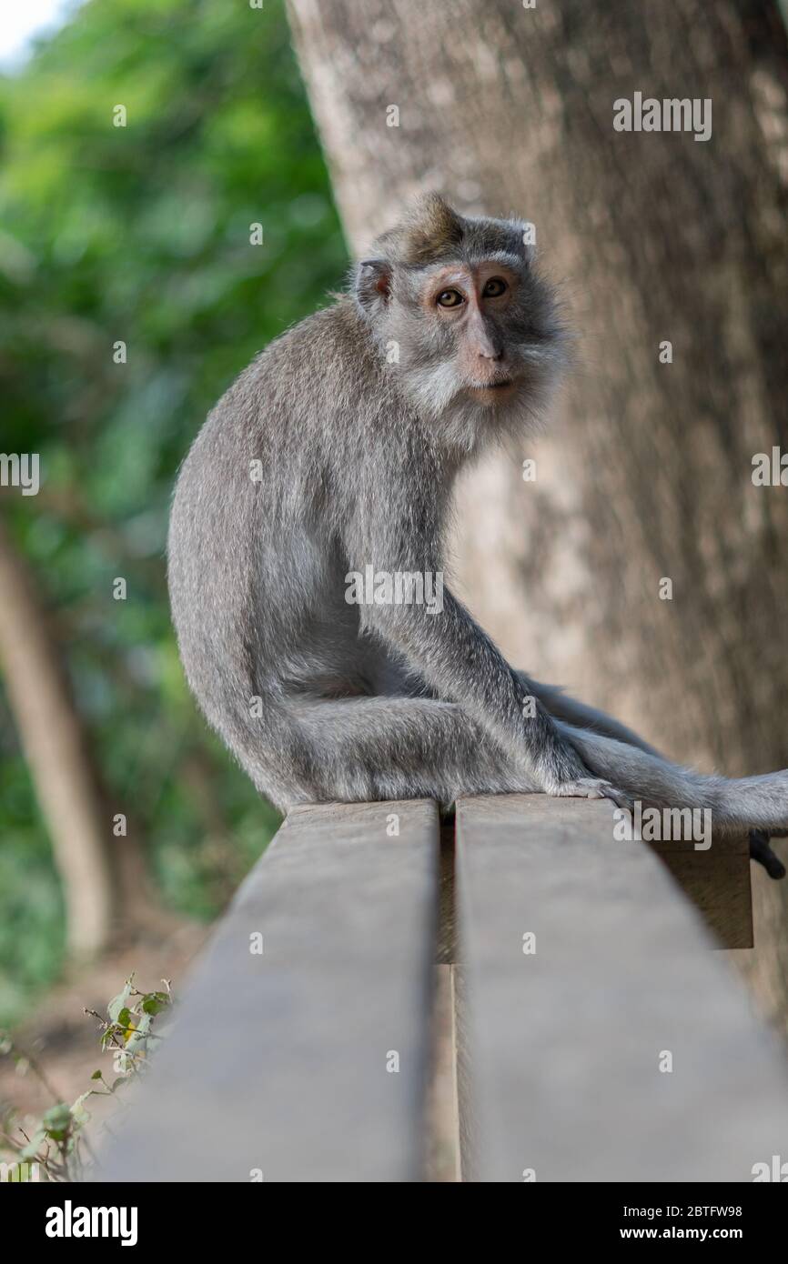 Monkey sitting on chair hi-res stock photography and images - Alamy