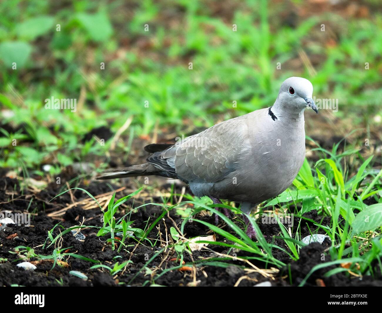 Collared turtle dove (Streptopelia decaocto) feeding on the lawn. Caucasus Stock Photo Alamy