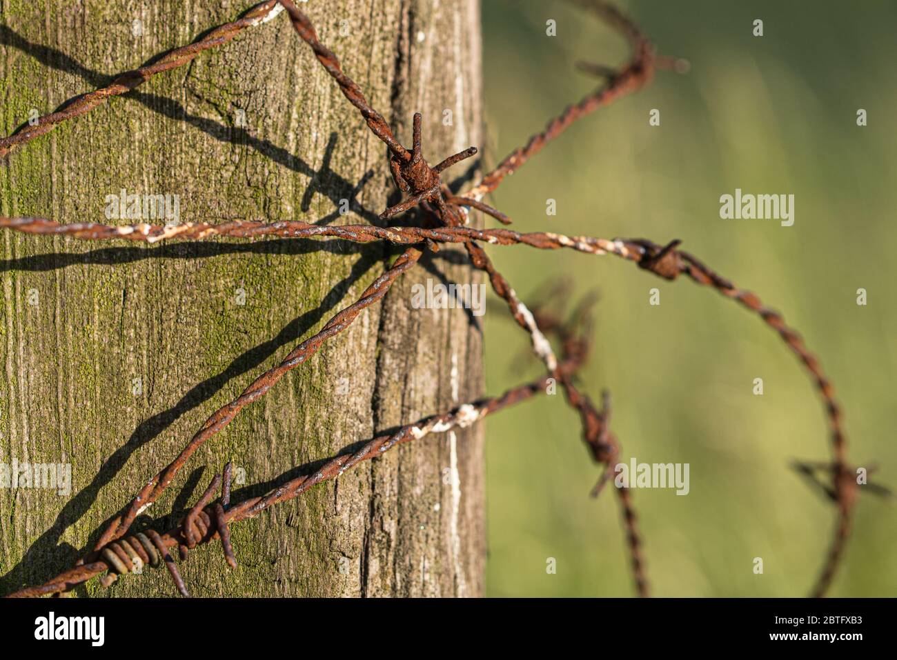 Close-up of old rusty barbed wire on a wooden pole in the sunlight. Stock Photo