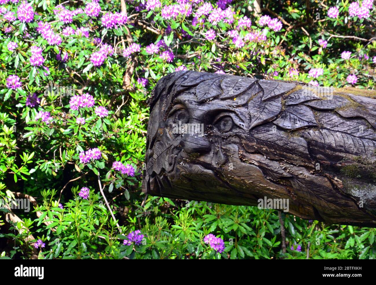 A face carved into a dead, fallen tree in Heaton Park, Manchester, England, uk. Stock Photo