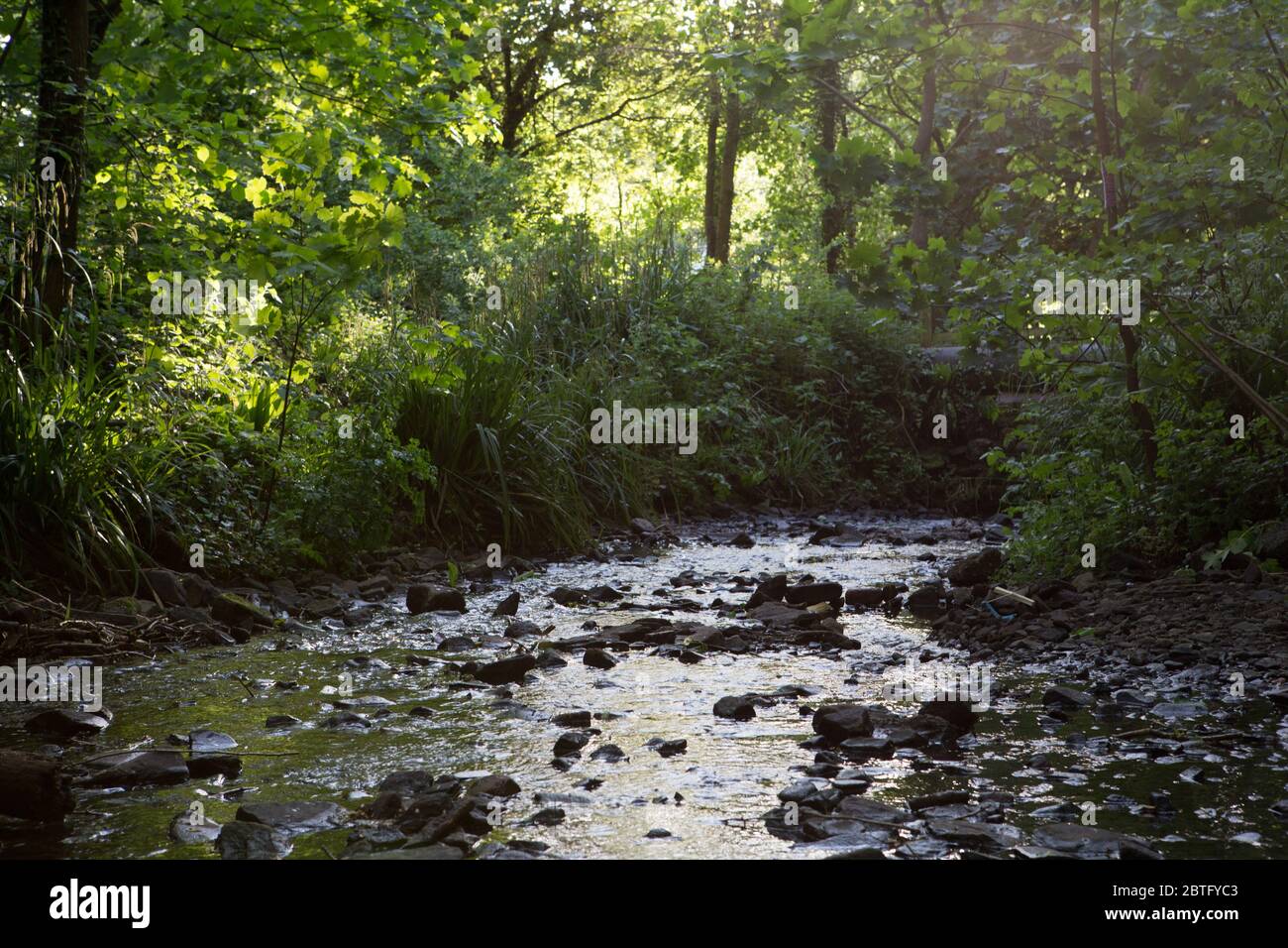 The sunlight glows through trees, over a stream in the woods Stock Photo