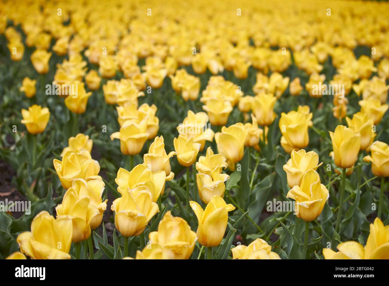 Field of bright yellow tulips in spring after rain, blooming spring ...