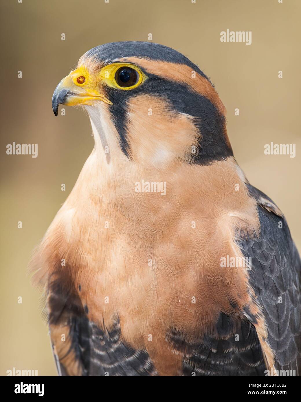 A portrait of an Aplomado falcon Stock Photo