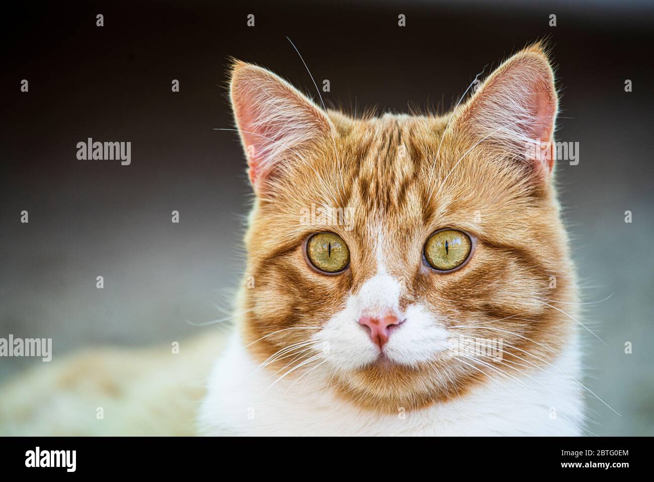Portrait of a ginger tabby cat with green eyes white fur and stripes. Stock Photo
