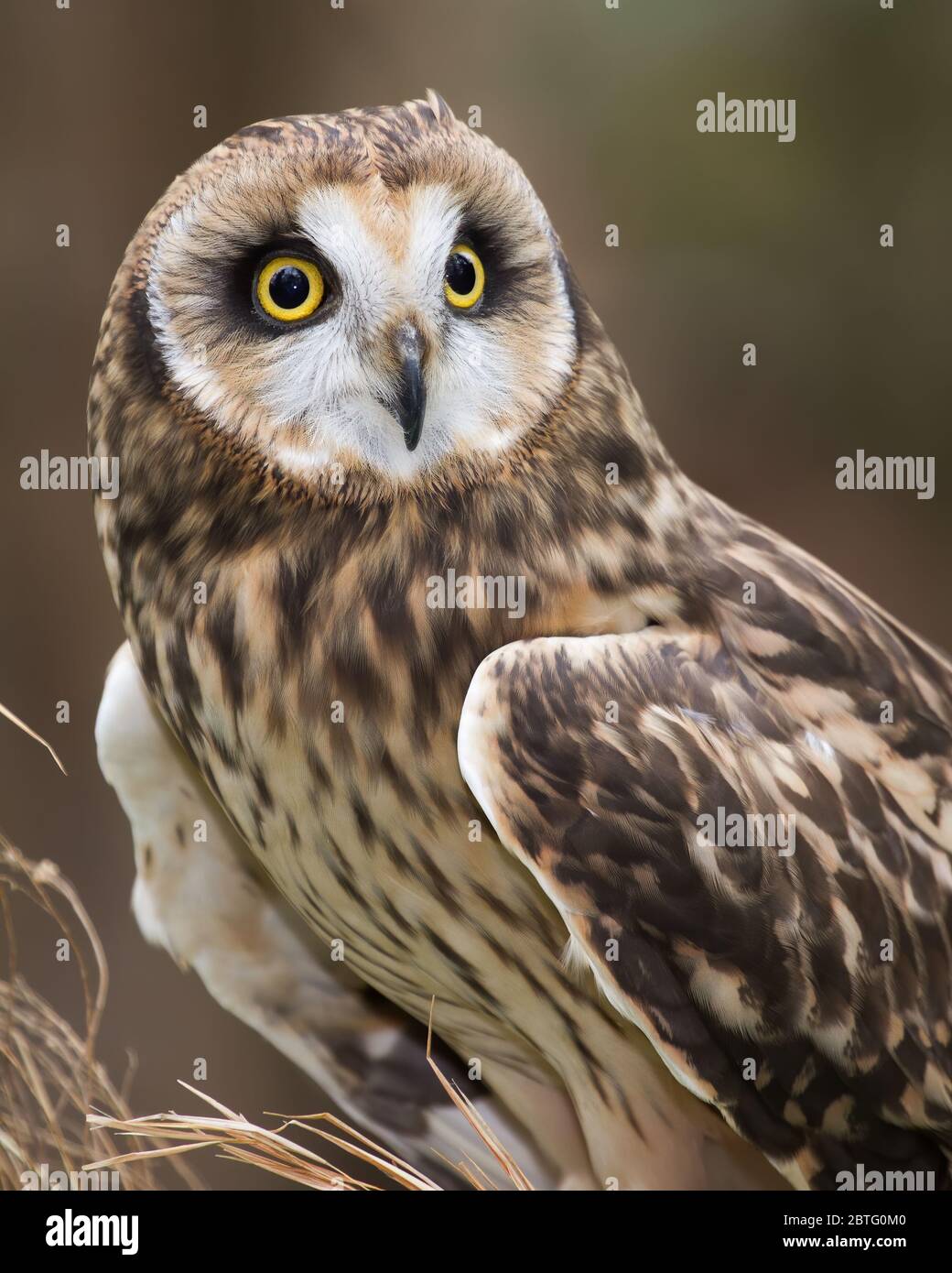 A short eared owl perched in field grass. Stock Photo
