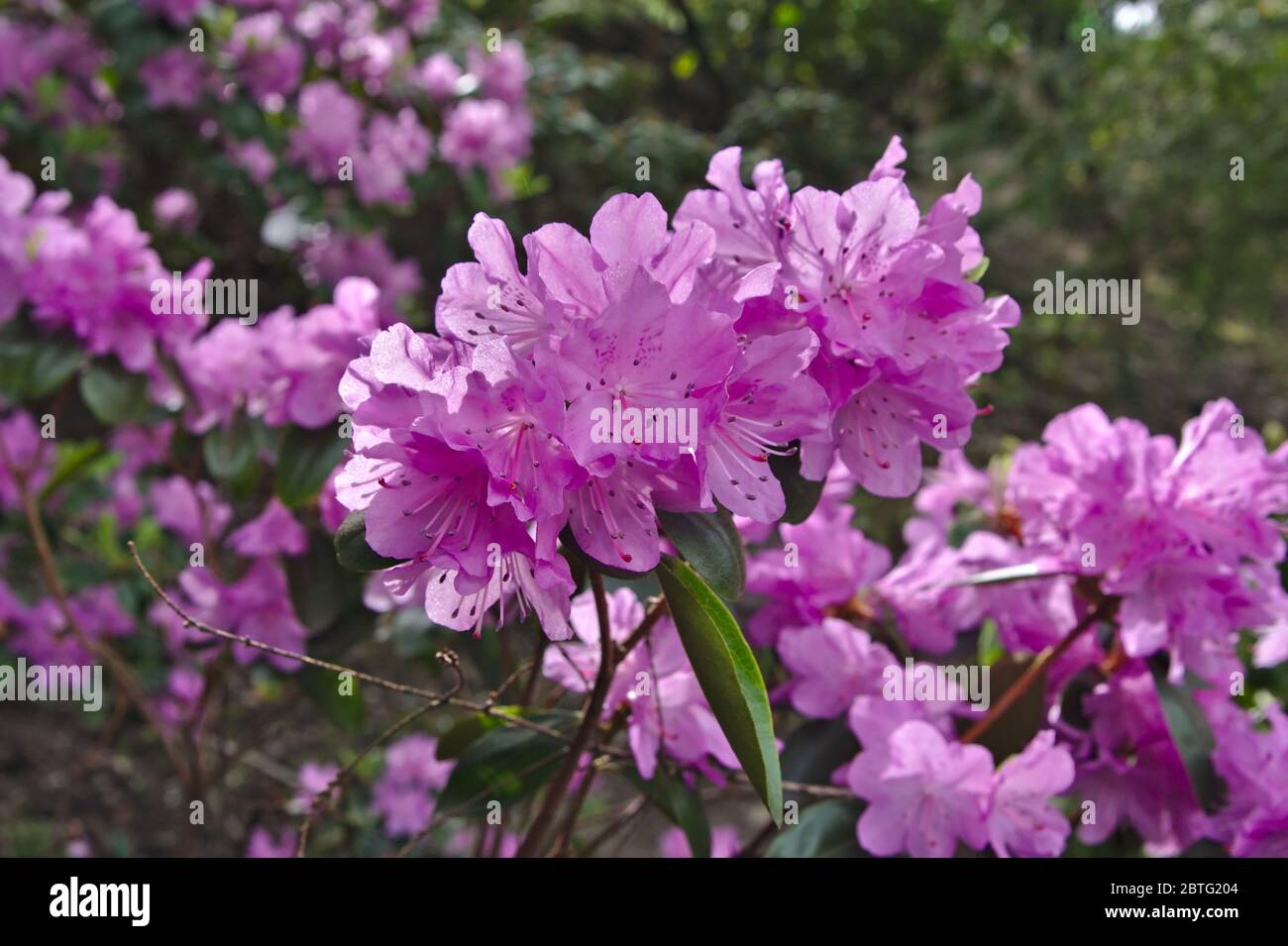 Ercaceae rhododendron flowering. Rhododendrum carolinianum common name ...