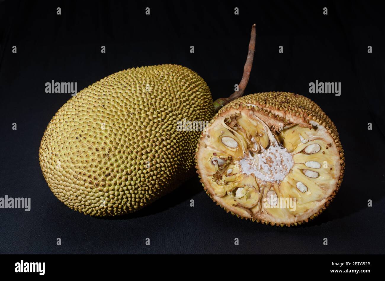 Full ripe jackfruit (Artocarpus heterophyllus) with cut and opened piece beside, isolated on black background. Stock Photo