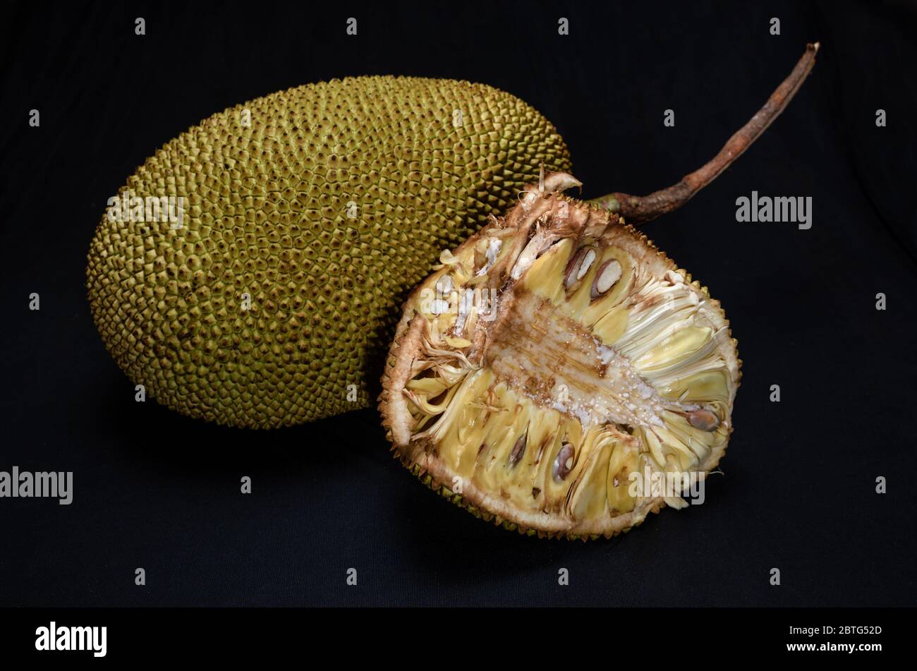 Full ripe jackfruit (Artocarpus heterophyllus) with cut and opened ...