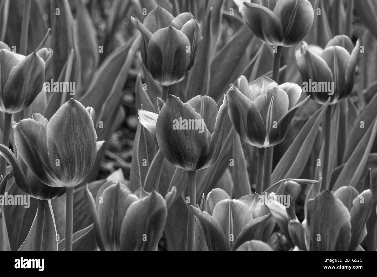 Photo Tulips (Latin Tulipa) is a genus of perennial herbaceous bulbous plants of the family Liliaceae, Stock Photo