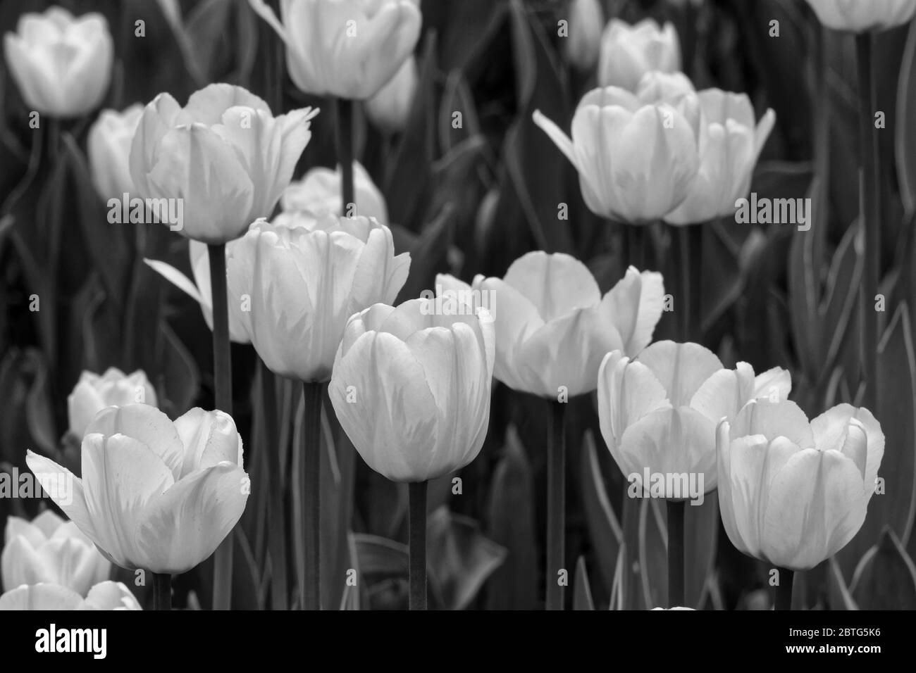 Photo Tulips (Latin Tulipa) is a genus of perennial herbaceous bulbous plants of the family Liliaceae, Stock Photo