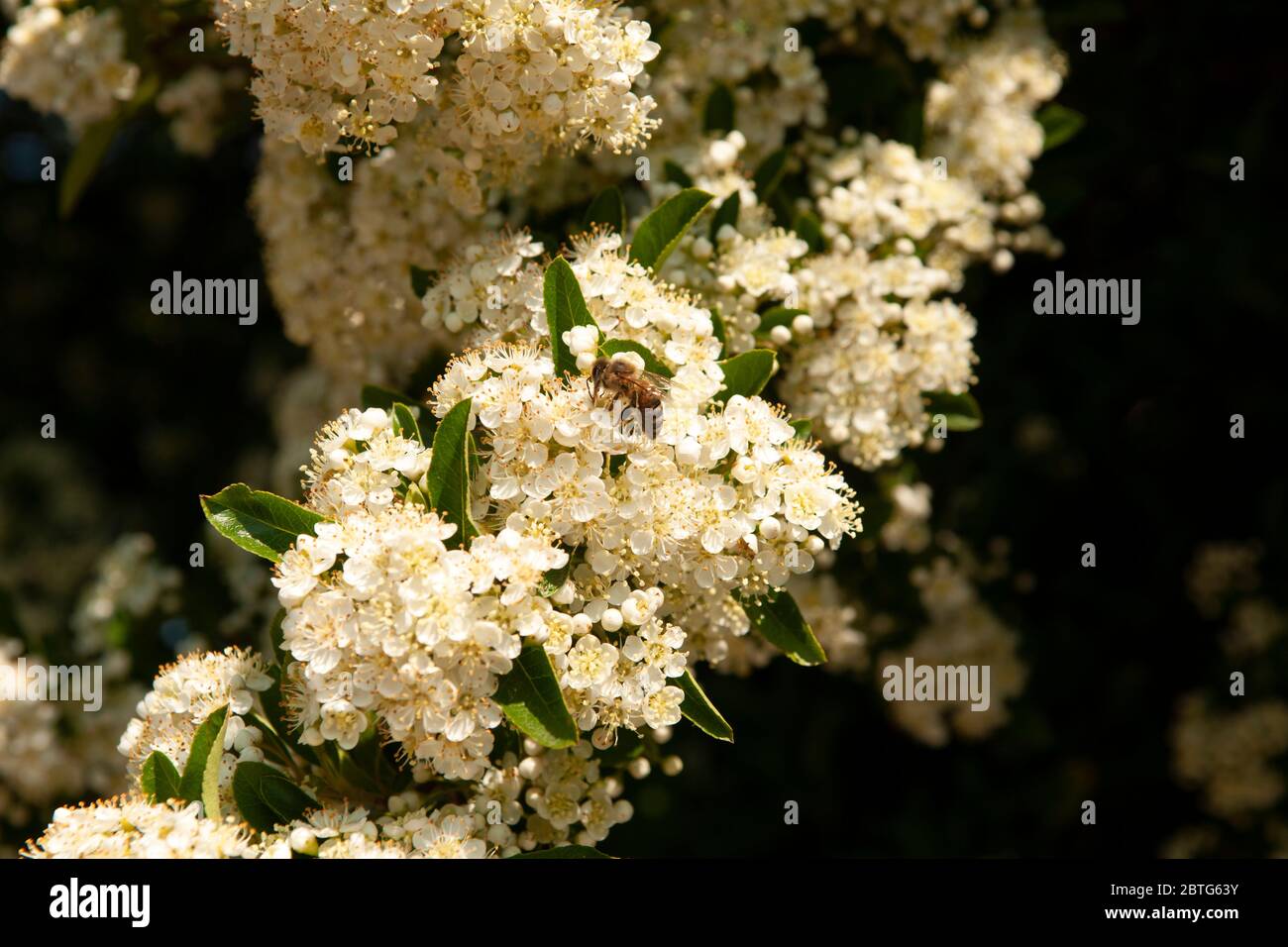 wild flowers close up outdoor Stock Photo - Alamy