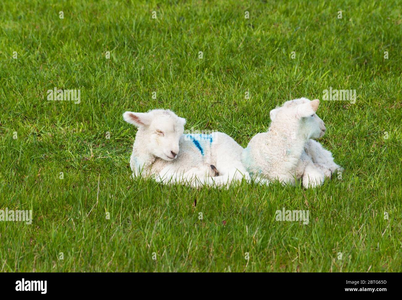 Young lamb twins lie on the green grass Stock Photo