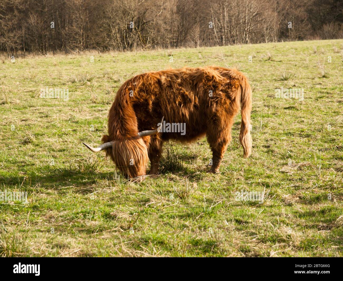 Breed Profile: Highland Cows