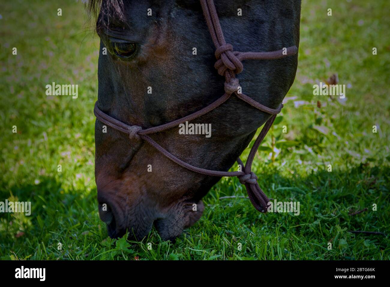 Portrait of a eating horse Stock Photo - Alamy