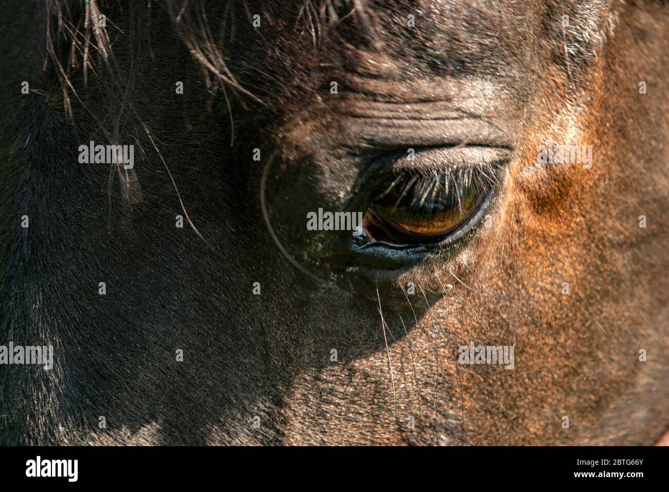 portrait of a eating horse Stock Photo